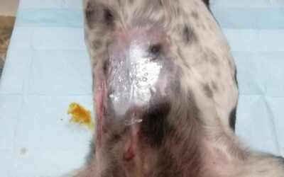 Sterilizzazioni