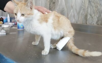 Gattino ferito e medicato (English below)