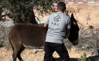 PEPE RECUPERATO VICINO ESSAOUIRA (English text below)