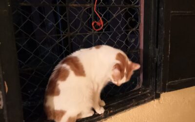 Due nuovi ospiti: due bei micioni (English text below)