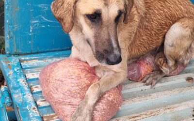 Cagnolona Tamara trovata a Loudaya, soccorsa ed operata (English text below)