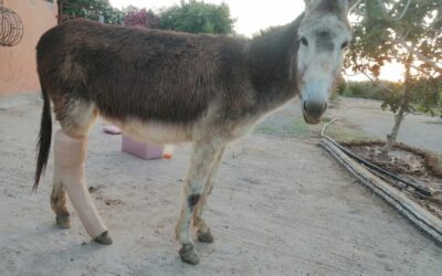 Asinella Sally: un aggiornamento &ndash; Update of Sally the donkey