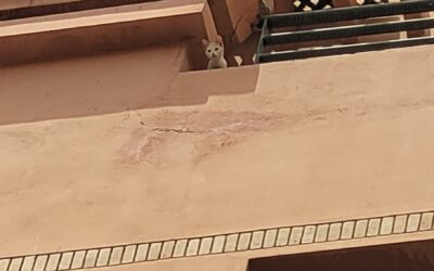 Gattino abbandonato su un balcone di Marrakech tratto in salvo