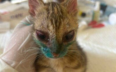 Una micia e i suoi 3 cuccioli salvati dalla strada a Marrakech