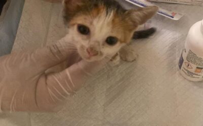 prima visita veterinaria per i 6 mici
