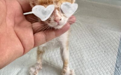 Omero il micio (English text below)