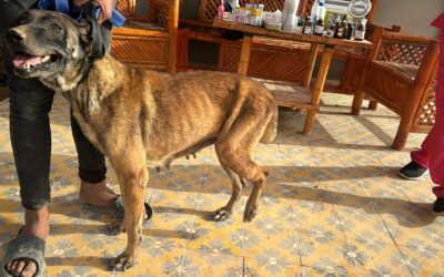 Settimana a Marrakech