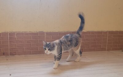 Notizie dal rifugio in Marocco: Amber e Kafza