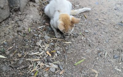 Scene (tristi) di vita quotidiana a Marrakech