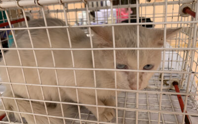 sterilizzazioni e vaccini al rifugio di Marrakech